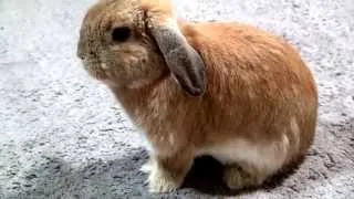 うさぎの鳴き方。(ウサギはなんて鳴く?) これが正解。(チャップ・ダンダンウー)   The cry of a sumo- rabbit