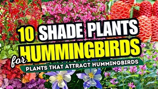 10 Shade-Loving Plants That ATTRACT Hummingbirds! 🐦✨