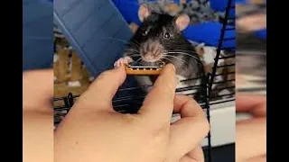 RAT PLAYS THE HARMONICA Ft The Kiffness Ft Kiff Wife | TRENDING