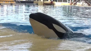 Skyla vocalizing/presenting herself - October 30, 2016 -  Loro Parque Spain