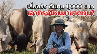 เลี้ยงวัวต้นทุน 1,000 บาท เอาตรงไหนมาขาดทุน⁉️