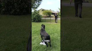 125-Lb Cane Corso PROTECTS Suitcase Full of Money