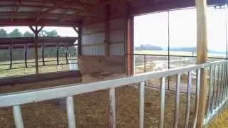 heifer  barn  tour