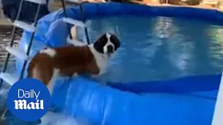 Huge St Bernard dog floods backyard as he leans on the edge of a pool