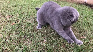 Scottish Fold Cat Shuffle Dance