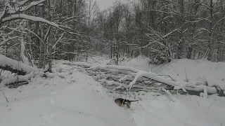 15.12.2023. Охота с русской гончей на зайца ( пиф-паф - мимо)