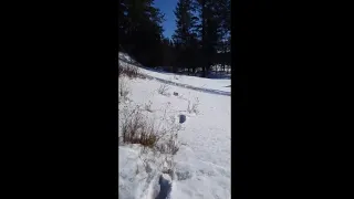 New video Of Sasquatch Tracks In The Snow (MN)