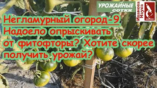 Негламурный огород-9. Смарт-ускорение созревания томатов и защита от фитофторы без опрыскиваний!