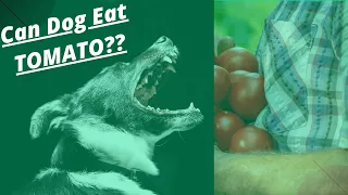 ?Tipps und Ratschläge „Kann Hund Tomaten essen“ ?