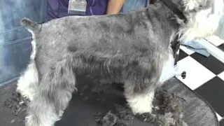 La Estetica De Un Schnauzer   Movie 1