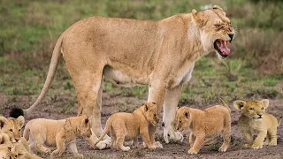 Lion Cubs Playing And Enjoy Their Outdoor With Mom