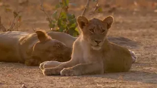 AFRICA'S HUNTERS  Series 2  2of6   Brothers in Arms   HD 720p    YouTube