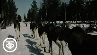 В уральском заповеднике (1975)