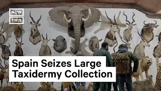 $30M+ Worth of Taxidermy Seized in Spain #Shorts