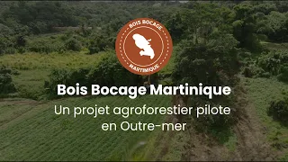 [Agroforesterie BBM ] Bois Bocage Martinique :  gestion et valorisation des haies en Martinique 🌴