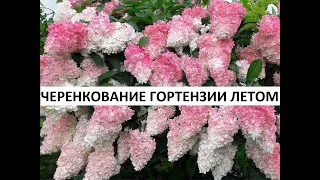 Черенкование гортензий