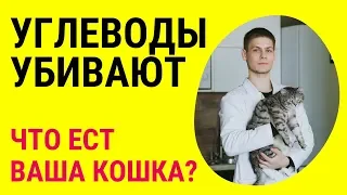 Как углеводы в корме для кошек разрушают организм питомца? Объясняет ветеринар Дмитрий Русаков.