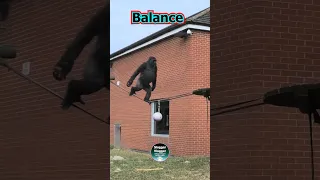 Gorilla Lope Chase Balance Slide