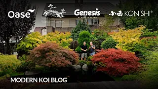 Modern Koi Blog #6179 - Traumteich mit Traumwasser bei Heike und Thomas