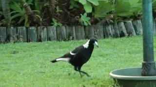 Gymnorhina tibicen - 'Australian magpie'