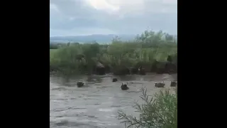 Коровы в Бурятии преодолевают водную преграду