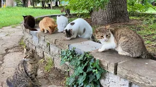 Poor Hungry Cats living in the park. These Cats are incredibly beautiful. 😍