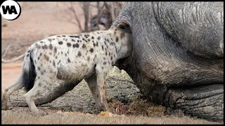 The LIVING Bunker That Saves a Million Hyenas Every Year