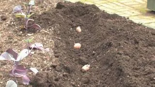 The Edible Garden — Planting Potatoes in Spring