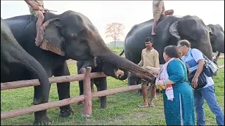 elephant feeding.....