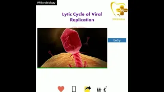 NEETPG/INICET/USMLE-Microbiology-Lytic cycle of viral replication-Concept