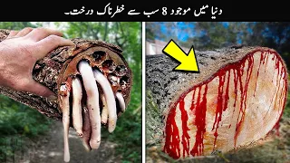 8 Most Dangerous Trees You Should Never Touch | TOP X TV
