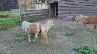 Mini Shetland Ponys Familie