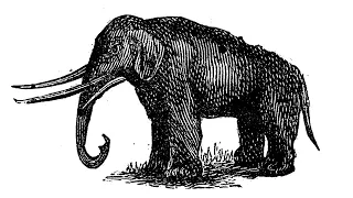 Wheaton's First Mastodon: The Jayne Discovery