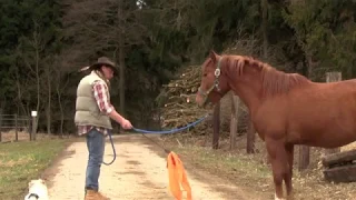 Part Two - Basic Groundwork and Desensitizing a young Horse