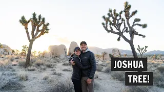 One Day in Joshua Tree National Park (Ryan Mountain, Keys View, Cholla Cactus Garden, & MORE!)