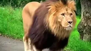 best attitude lion status