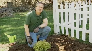 Garden Tips | How to Plant a Shrub