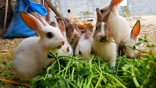 Cute pets: Jumping rabbits for breakfast