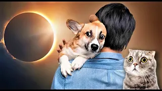 10 Strange Effects of Solar Eclipse