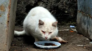 The poor white cat is very scared and very hungry. Street cat rescuers