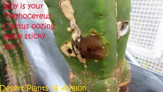 Why is my Trichocereus Cactus oozing black sticky sap ? | San Pedro Cactus #cactus #cacti