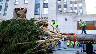 How The 75-Foot Rockefeller Christmas Tree Makes It To NYC