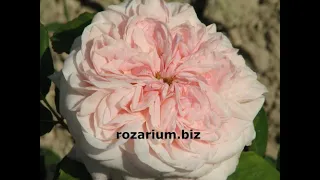 чистим капельную ленту, роза  клер роуз, питомник роз полины козловой, rozarium.biz