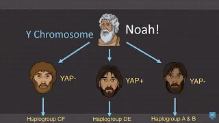 Shem, Ham & Japheth Haplogroups