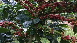 Cómo se cosecha el café  En Costa Rica 🇨🇷