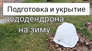 Подготовка и укрытие рододендрона на зиму