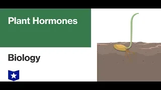Plant Hormones | Biology