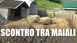 Video maiali buffi e divertenti in fattoria | Suini che grugniscono e litigano, dormono nella paglia
