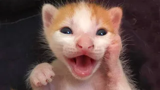 Funny CATS and Kittens that will Crack You Up -  Funny Cat Video