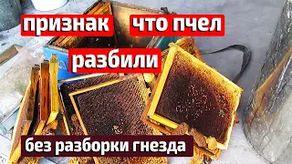 Исчезли пчелы Пчелиное воровство Ошибки пчеловода